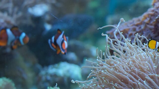 Marine aquarium. Sea fish in a reef aquarium. Clown fish.
