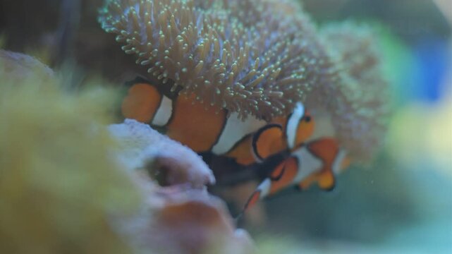 Marine aquarium. Sea fish in a reef aquarium. Clown fish.