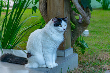 gato branco e preto sentado na varanda