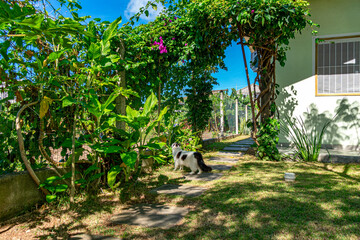gato branco e preto no jardim