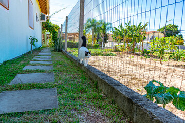 gato branco e preto caminhando no muro