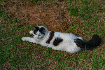 gato branco e preto deitado no gramado