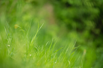 green grass photo background nice 