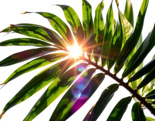 a bright sun shining through the lush green leaves of a tropical tree