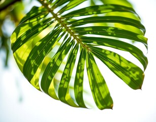 a single large leaf from a tropical plant in close up view. the leaf is set against a clear sky background, highlighting its vibrant green color and intricate vein patterns.