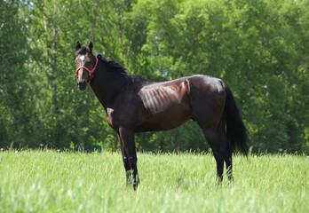 Racing sport horse portrait in summer green meadow background