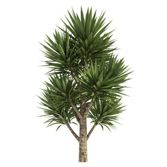 Exotic Indoor Yucca Tree Transparent Background



