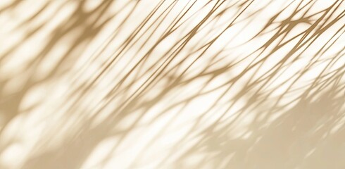 Obraz premium Soft, Tan Shadows of Reeds