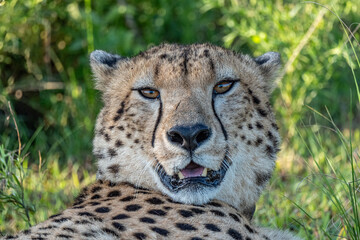 Guépard au repos
