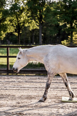 Fototapeta premium beautiful grey horse pony in riding arena pretty portrait 