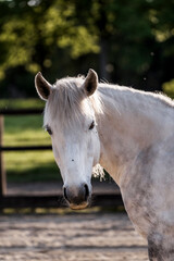 Obraz premium beautiful grey horse pony in riding arena pretty portrait 