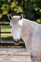Obraz premium beautiful grey horse pony in riding arena pretty portrait 