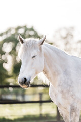 Obraz premium beautiful grey horse pony in riding arena pretty portrait 