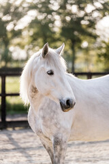 Obraz premium beautiful grey horse pony in riding arena pretty portrait 