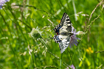 Old World Swallowtail or common yellow swallowtail (Papilio machaon) sitting on a small scabious in Zurich, Switzerland
