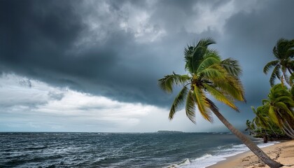coconut palm trees blowing in the wind on an island again dark grey sky