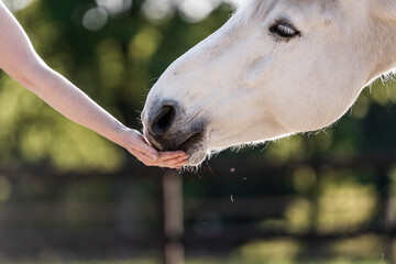 Fototapeta premium feeding horse during target and clicker training horse and human connect and bond hand and nose