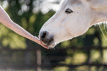 Fototapeta premium feeding horse during target and clicker training horse and human connect and bond hand and nose