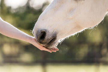 Fototapeta premium horse human hand nose feed touch connect