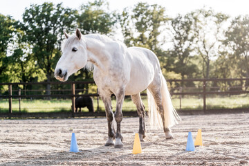 horse equine training animal yellow and blue target