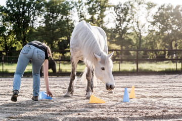 horse equine training animal yellow and blue target