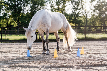 horse equine training animal yellow and blue target