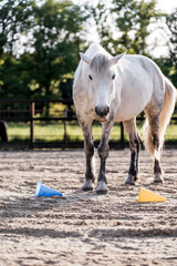 horse equine training animal yellow and blue target