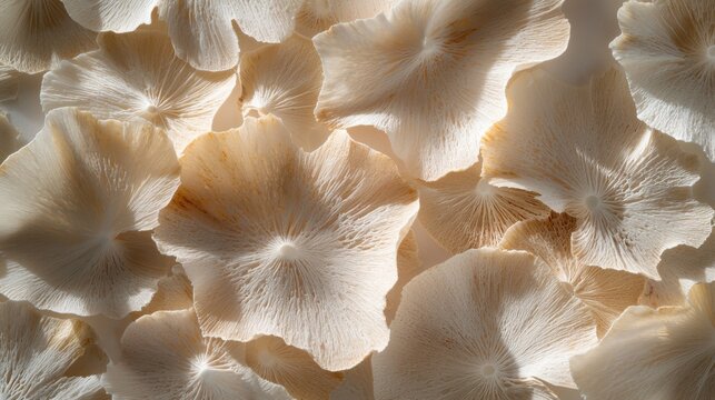A close-up view of a cluster of mushroom caps, showcasing their intricate patterns and textures.