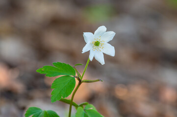 Zawilec gajowy (Anemone nemorosa) biały kwiat kwitnący wiosną w lesie