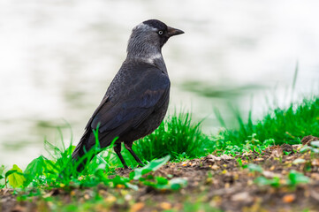 Kawka zwyczajna (Corvus monedula) stoi na trawie