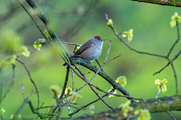 mały szary ptak z ciemną czapeczką - kapturka