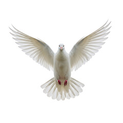 Obraz premium Peace Dove in Flight Front View On Transparent Background