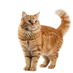 Obraz premium Playful Ginger Cat Posing on Transparent Background