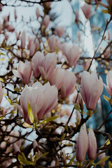 Sulange magnolia close-up on tree branch. Blossom pink magnolia in springtime. Pink Chinese or saucer magnolia flowers tree. Tender pink and white flowers nature background