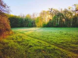 piękny słoneczny poranek na polanie w lesie © Henryk Niestrój
