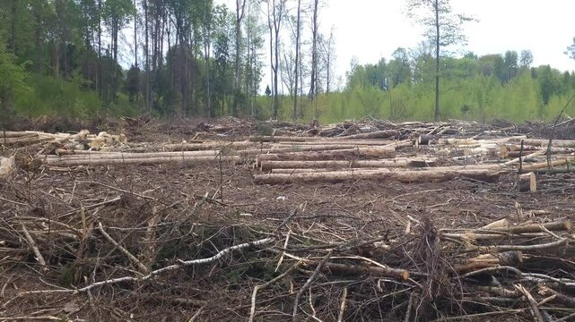 Ecological world problem deforestation. Stumps dry branches from felled pine trees in forest, illegal tree cutting. Destruction trees in wild nature in spring. Forestry industry sawmilling operations