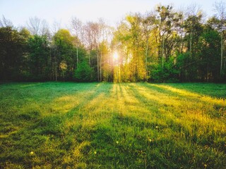 piękny słoneczny poranek na polanie w lesie © Henryk Niestrój