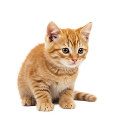 Obraz premium Fluffy Young Kitten Reaching Out On Transparent Background