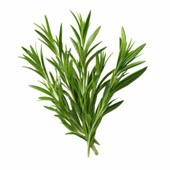 Fototapeta premium Fresh Rosemary Sprigs Isolated on Blue Transparent background