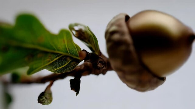 Close-up image of an acorn with a small oak branch and three green leaves, set against a neutral light-colored background.