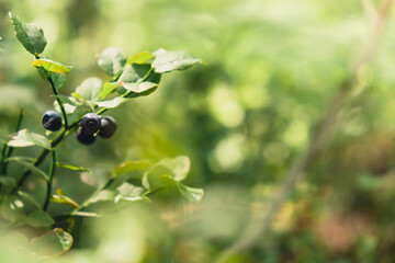 Closeup Blueberries in the forest with green leaves and bushes in the background. Copy space...