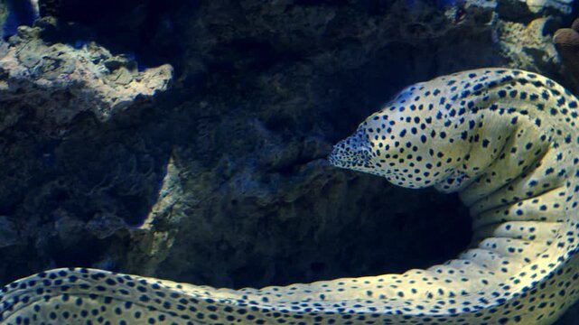 Spotted moray eel  swimming in an aquarium vore rocks. Moray eel swimming in a tank on stones background. Beautiful Muraenidae  in the Portugal Lisbon Oceanarium.