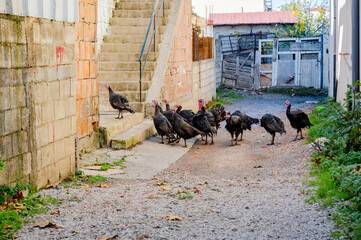 A group of turkeys gathered in a traditional Albanian yard, surrounded by rustic buildings.