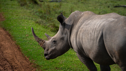 Nashorn in der Wildnis Südafrikas bei natürlichem Licht

