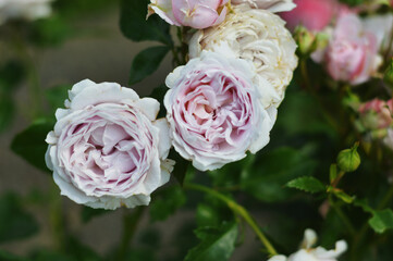Close-up of full blooming light lush pink roses against blurred green leaves. Beautiful summer flowers bloom in city park.