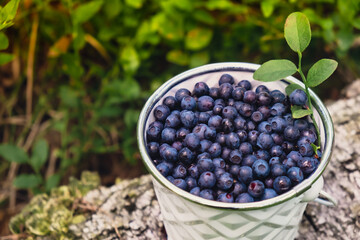 Close-up of Blueberries in white bucket in the forest with green leaves. Country life gardening eco friendly living Harvested berries, process of collecting, harvesting berries into glass jar in the