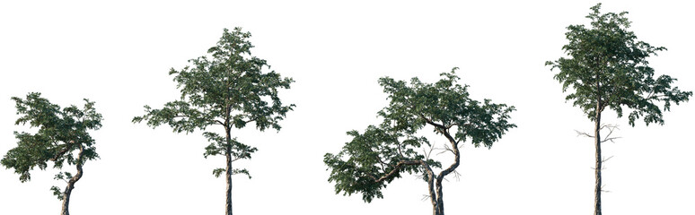 Set of Taxus baccata (known as yew, European yew, English yew) frontal set trees isolated png on a transparent background perfectly cutout	