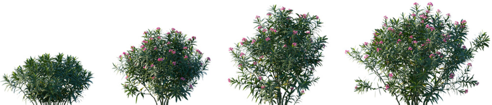 Set of Nerium oleander (commonly known as oleander or rosebay) frontal isolated png on a transparent background perfectly cutout high resolution	