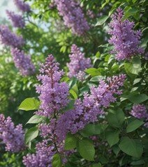 Soft purple lilac blossoms, lush green leaves, spring background , springtime, wedding, element