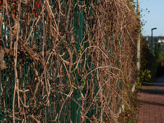 Metal green fence completely entwined with dry vines